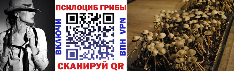 Галлюциногенные грибы Psilocybine cubensis  Купить закладки  Черногорск 
